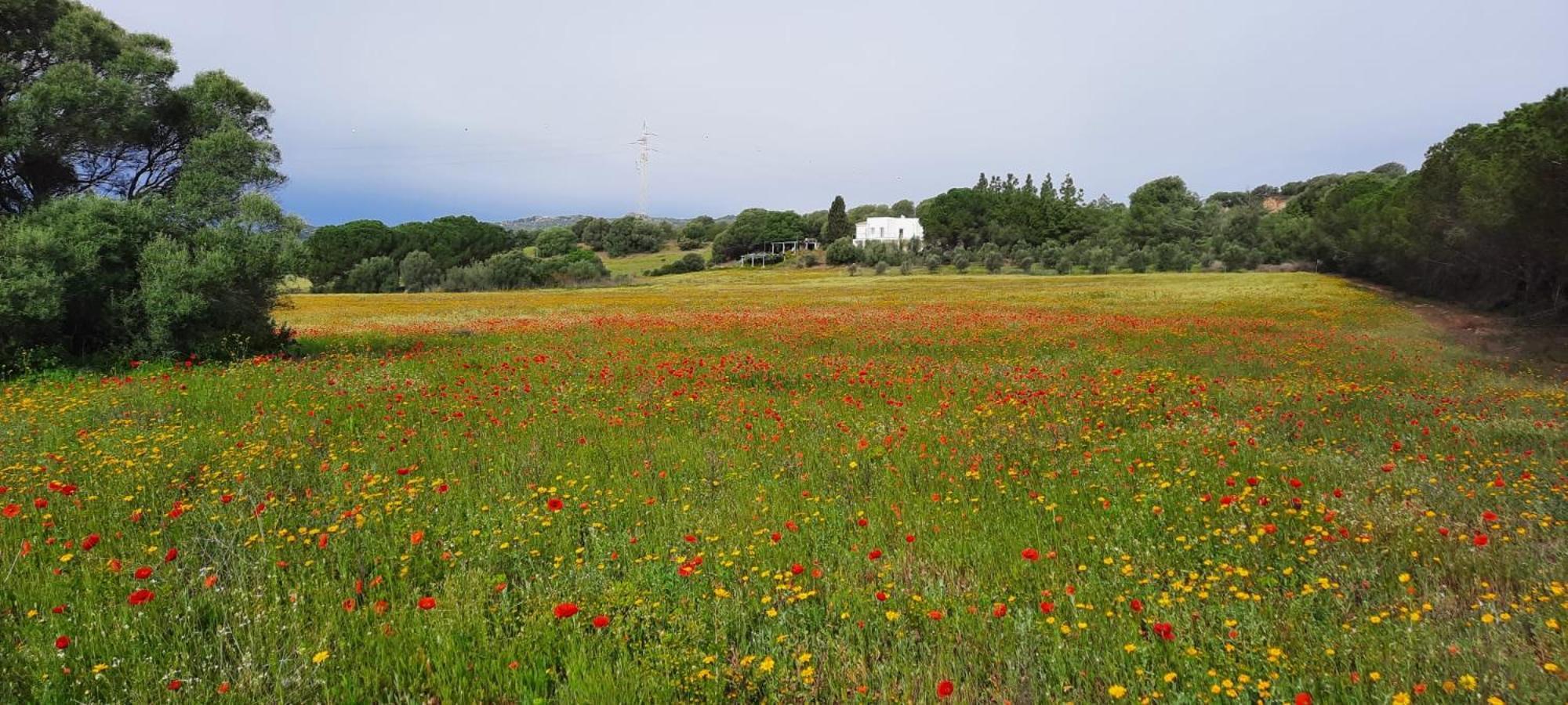 Agreen Country House Олбия Екстериор снимка